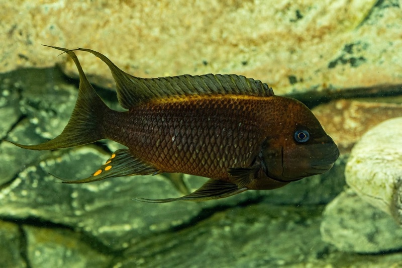 Petrochromis trewavasae 'Moliro'